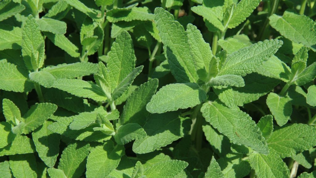 Catnip, plants that repel mosquitoes