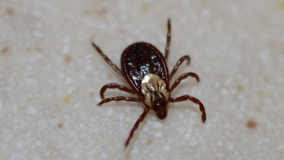 American Dog Tick