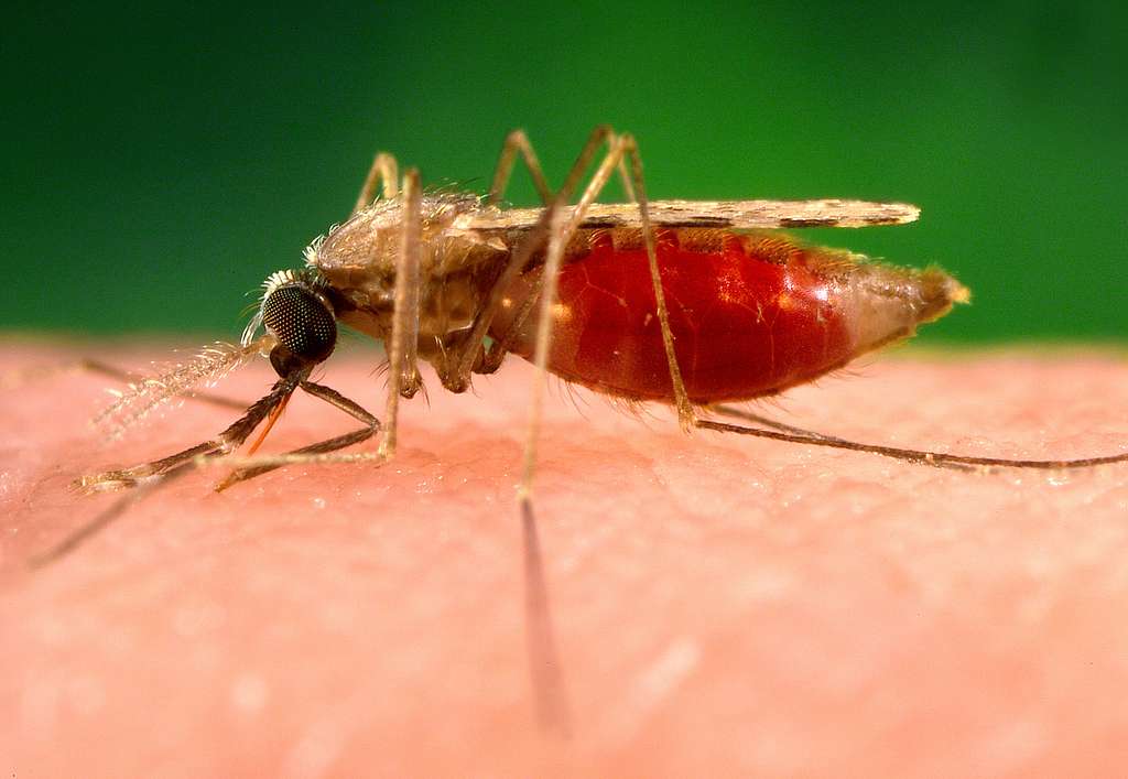 Anopheles Mosquito