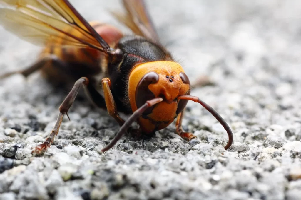 Asian Giant Hornet