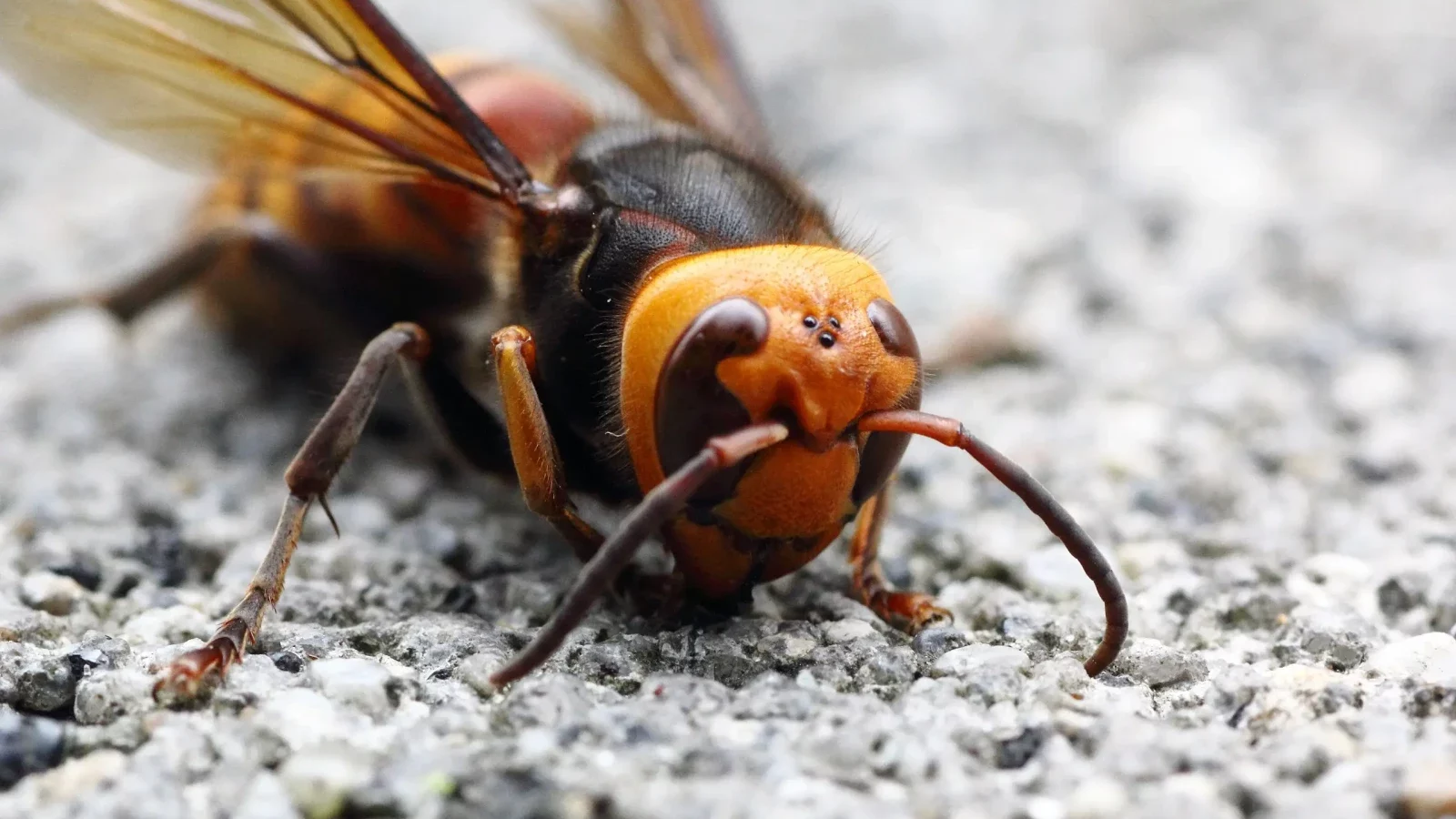 Asian Giant Hornet