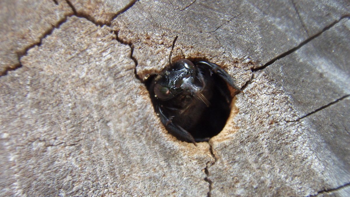 Carpenter Bee holes