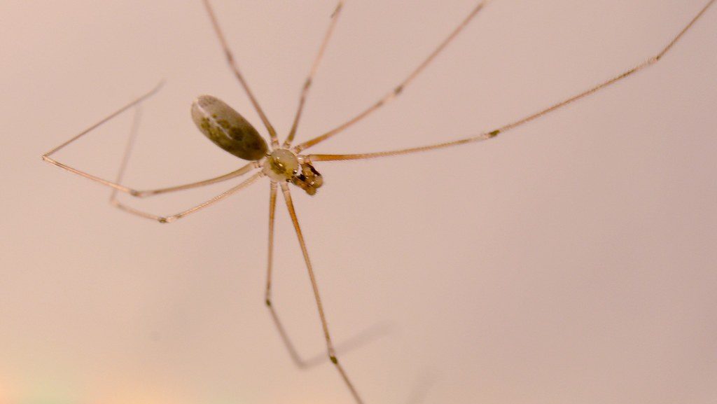 Cellar Spider in house