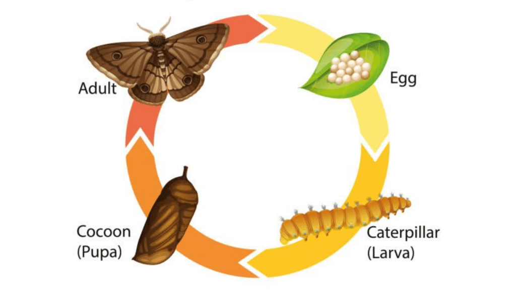 Lifecycle of moth