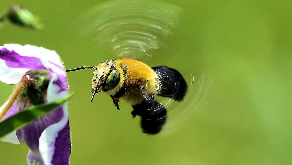 carpenter bee flying