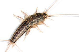 Four-Lined Silverfish