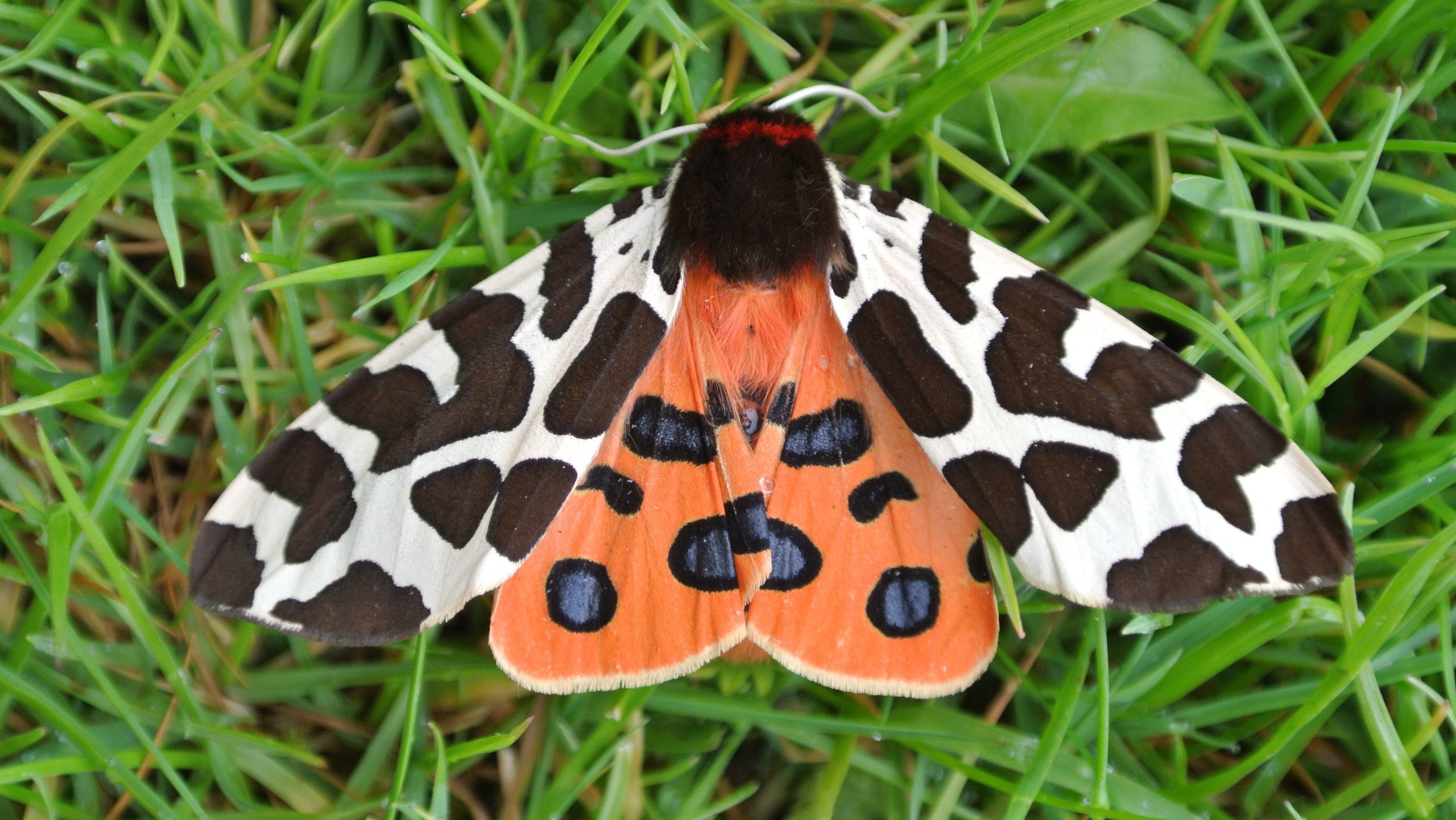 Tiger moth, moths