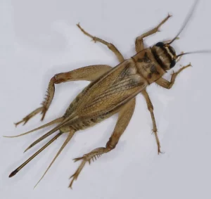 House Crickets