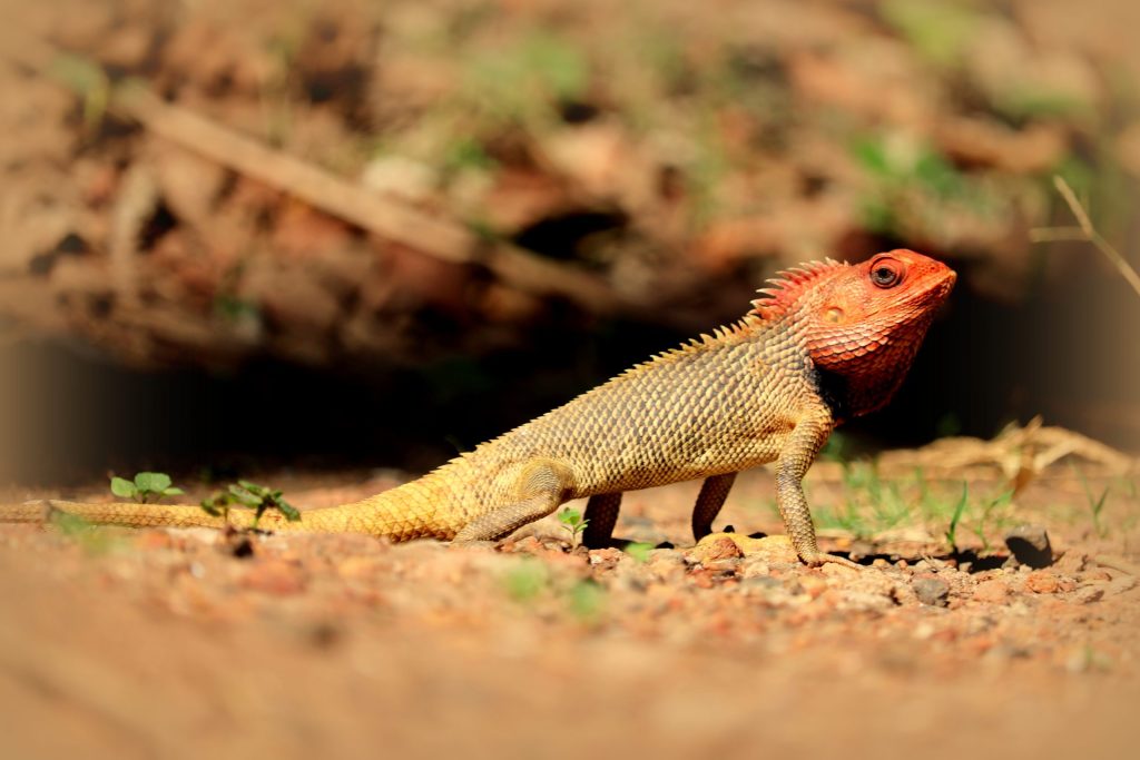 indian lizard mosquitoes hunter