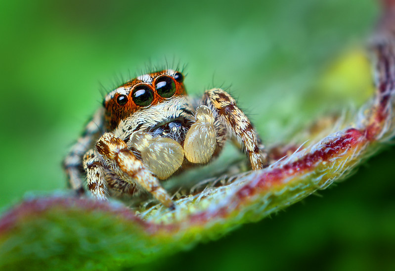 Jumping Spider (Salticidae)