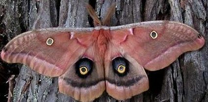 Moth