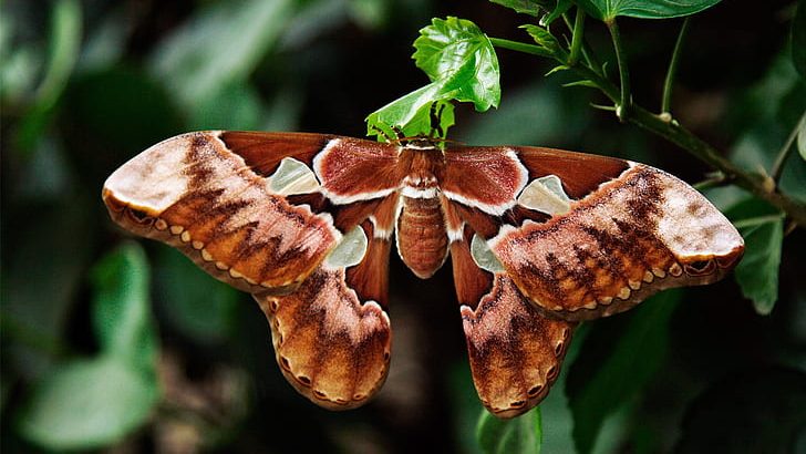 Moth