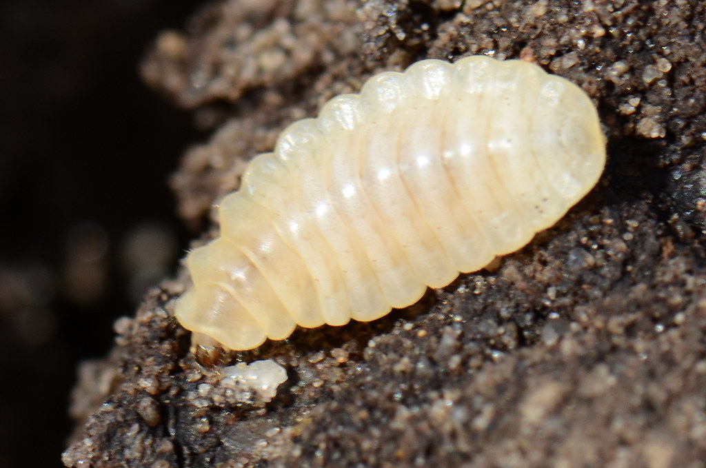 Moth Larvae