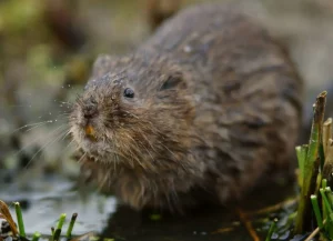 Meadow Vole