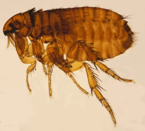 Northern rat flea