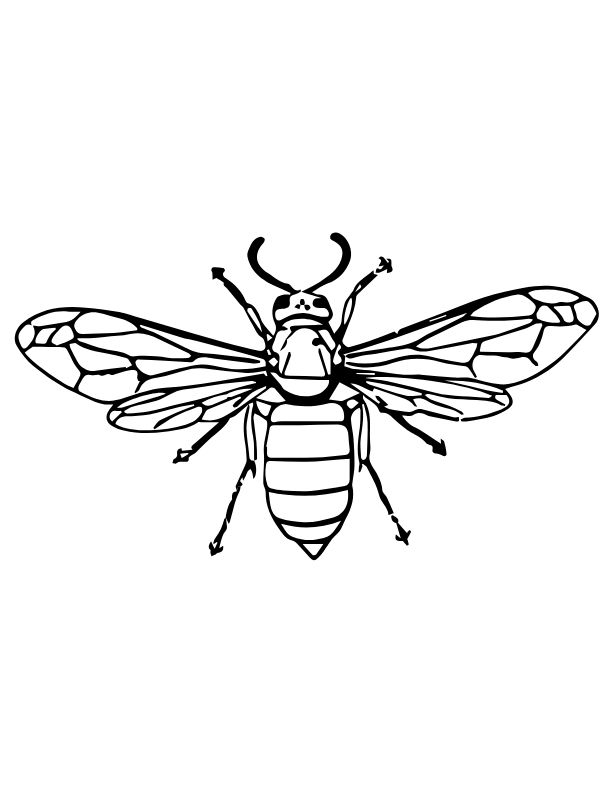 Wasp image