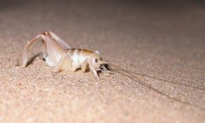 Sand Treader Crickets