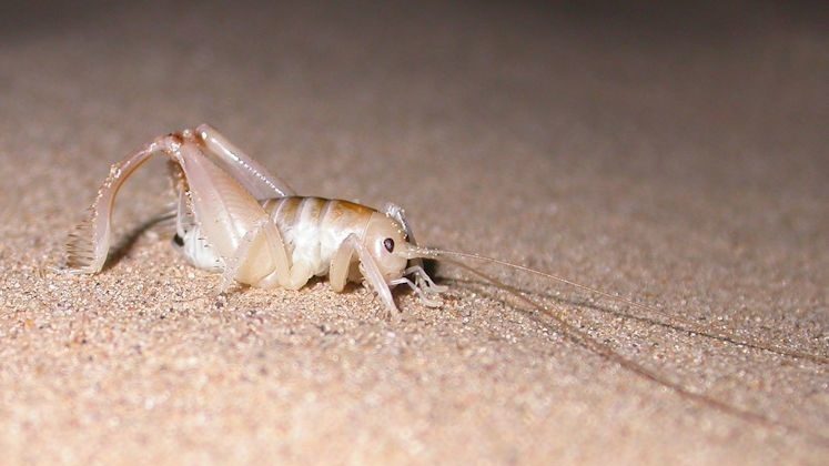 Sand Treader Crickets