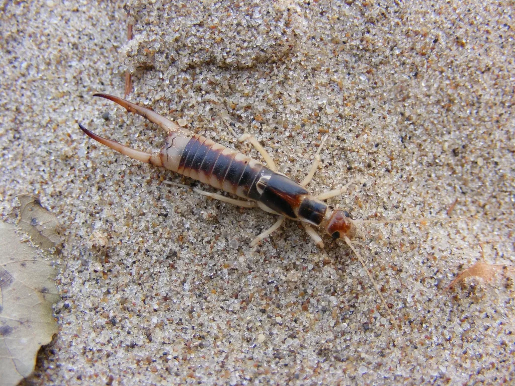 Seaside Earwig