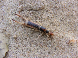 Seaside Earwig