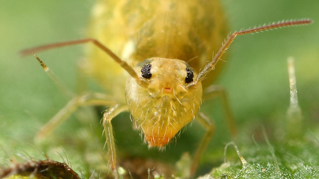 Springtails pest