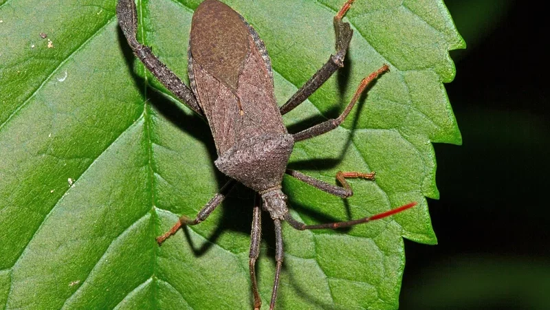 kissing bug