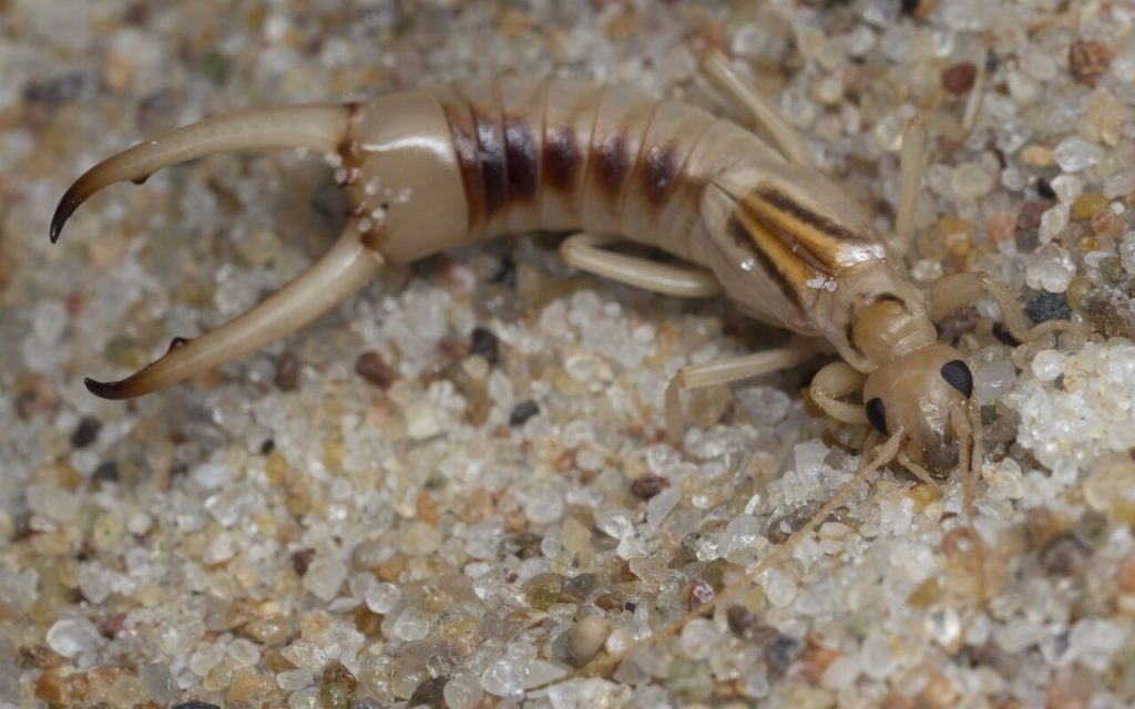 Striped Earwig