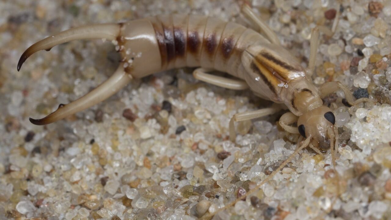 Striped Earwig