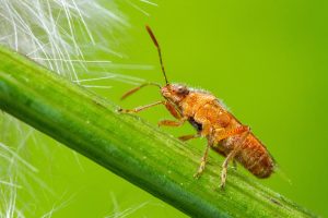 Texas Field Crickets