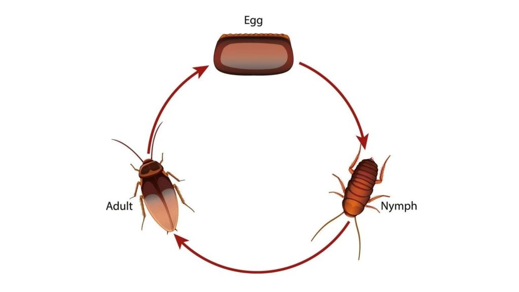 Cockroach lifecycle 