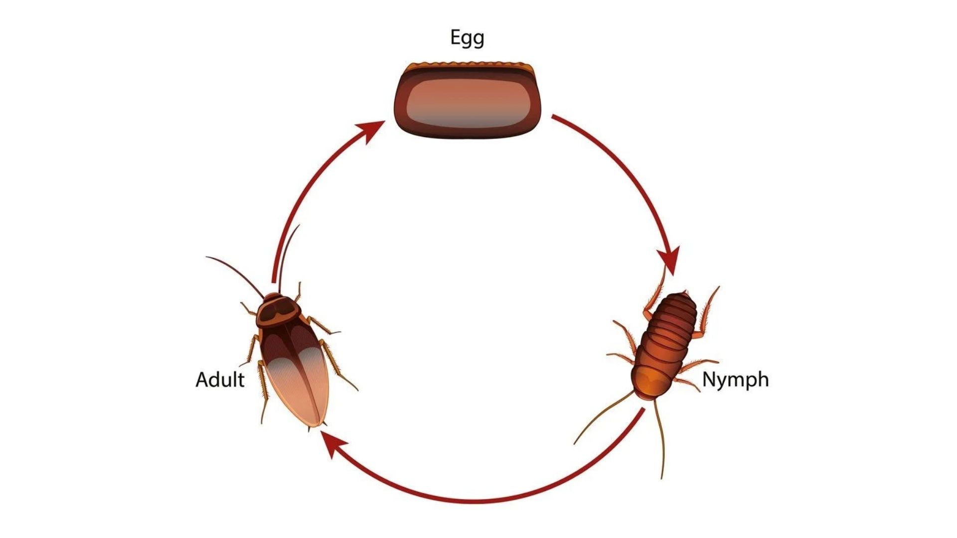 Cockroach Lifecycle