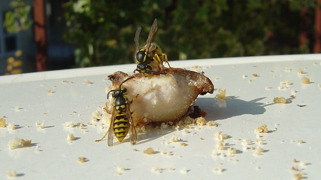 yellowjacket eating grilled chicken