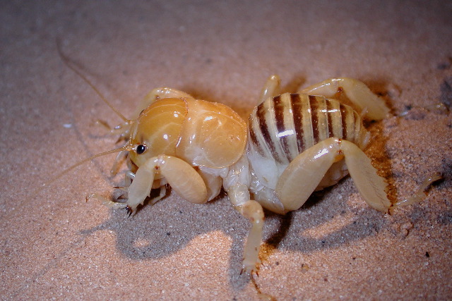 Western Stenopelmatus