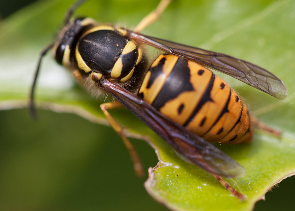 Yellow Jackets