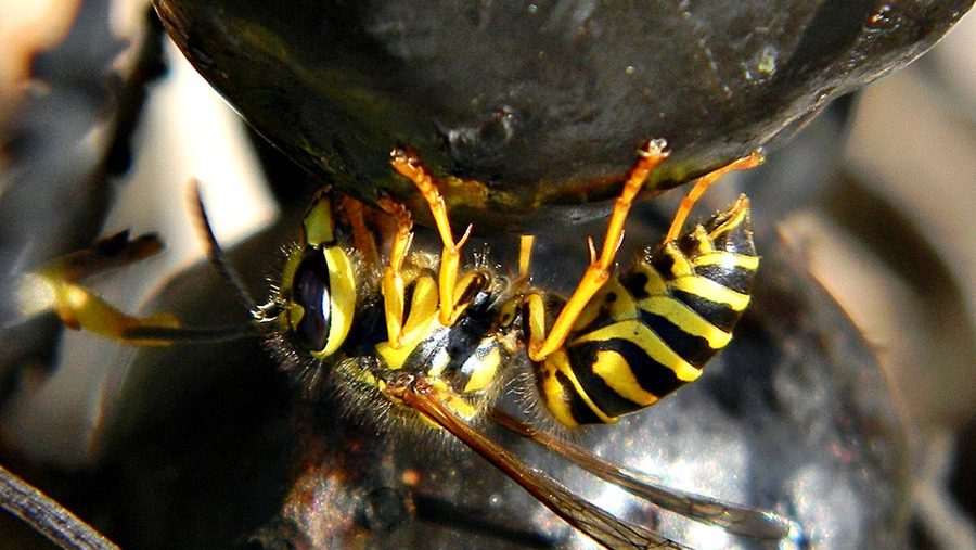 Yellowjacket on fruit