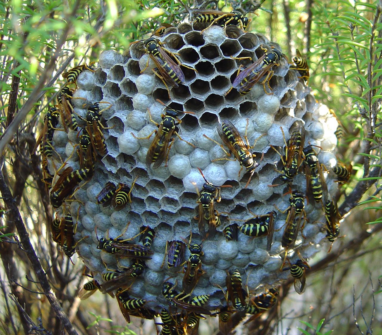 hornet and paper wasp