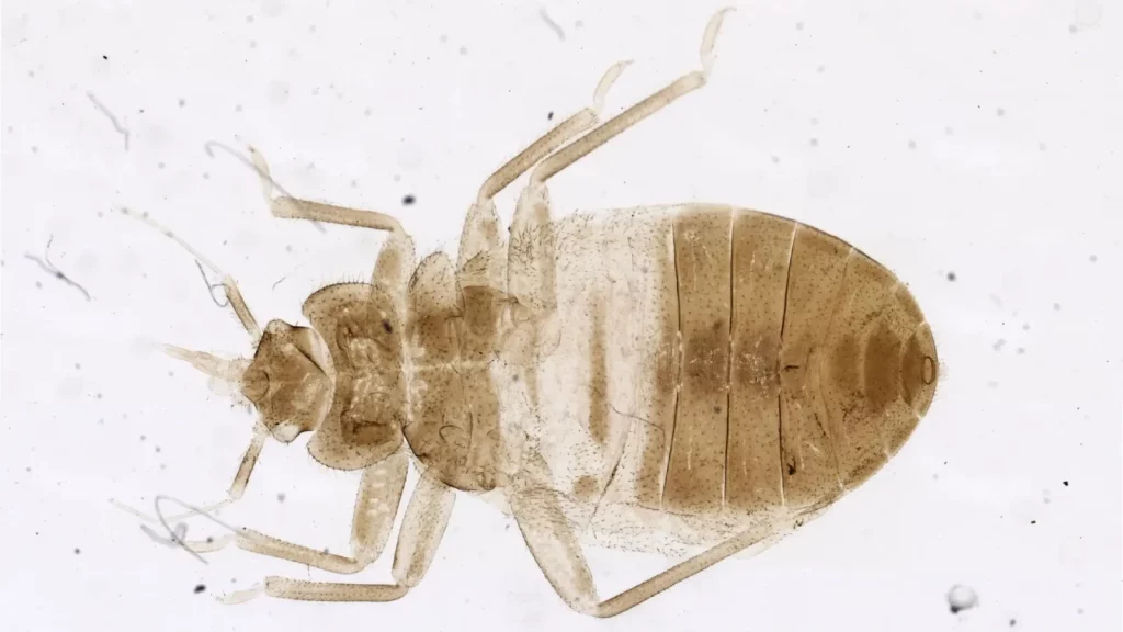 Bed bug nymph