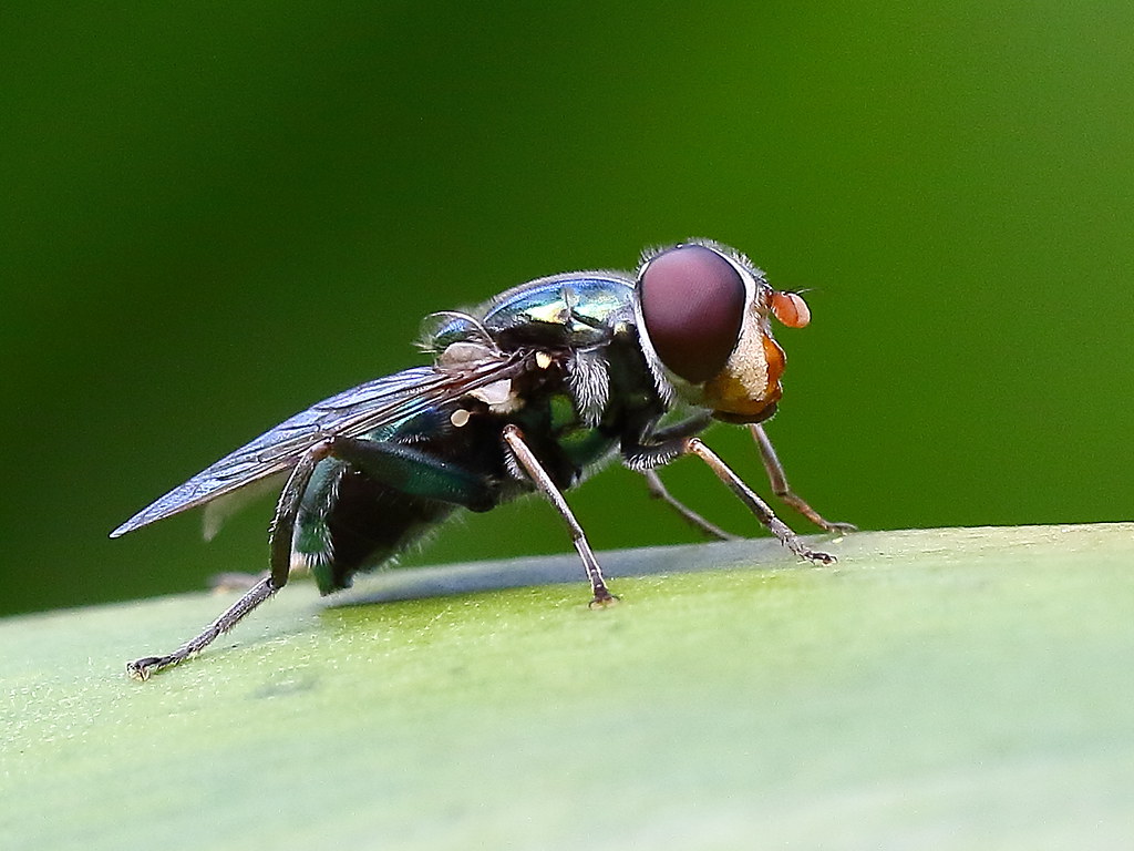 Blow Fly (Calliphoridae)