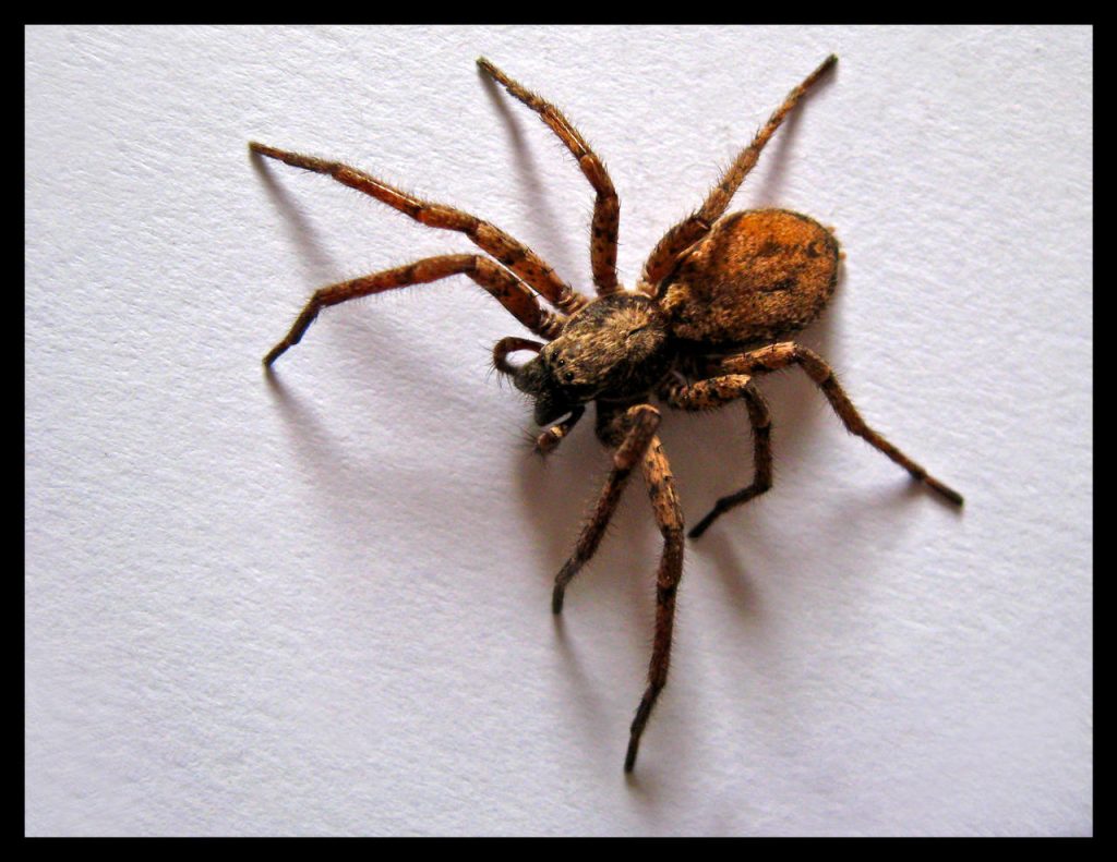 brown recluse