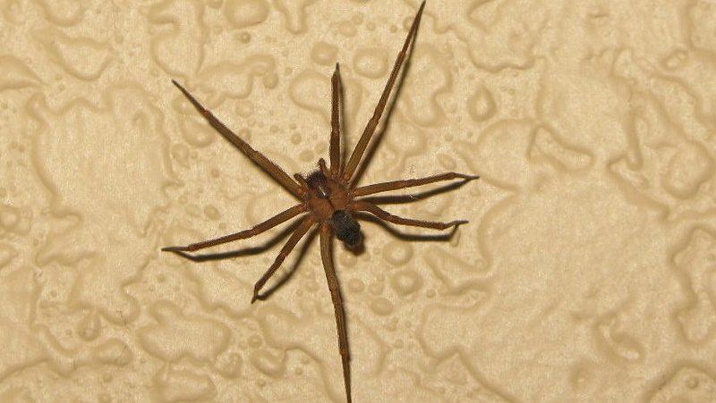 brown recluse inside home