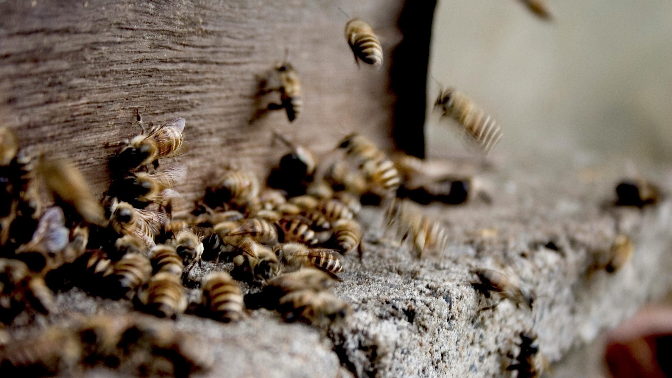 bumble bee sting