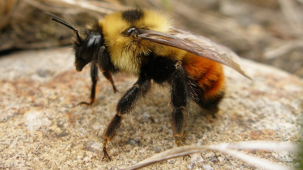 bumble bee sting