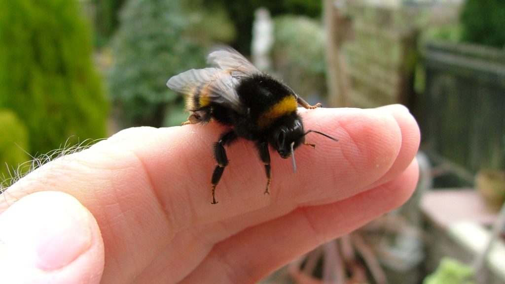 bumble bee sting