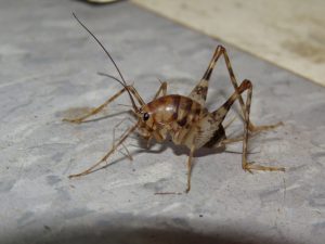 camel Crickets