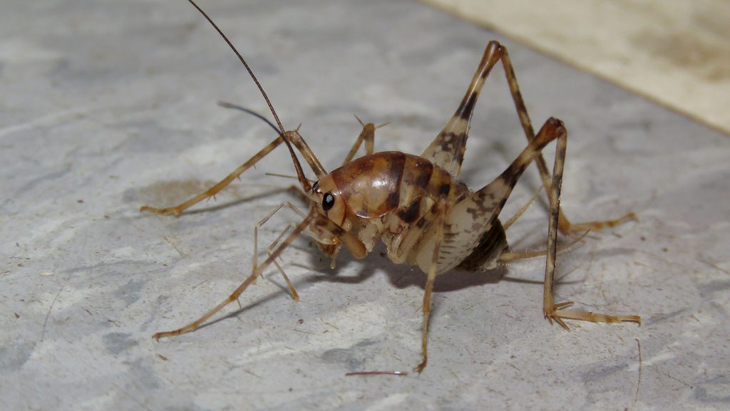 Camel Cricket