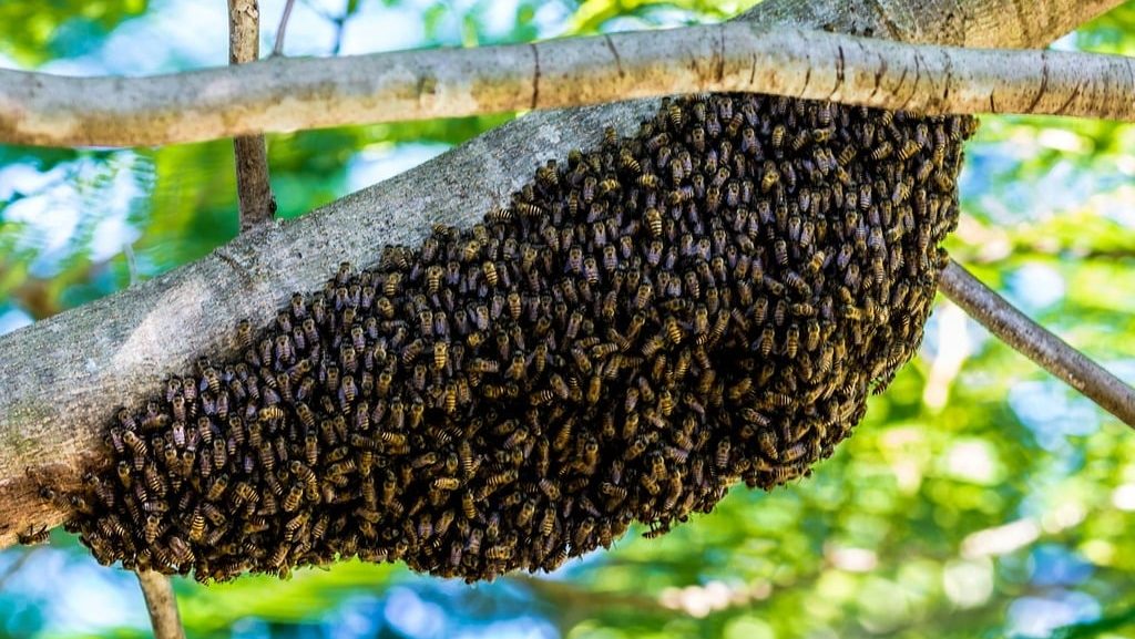 carpenter bee nest