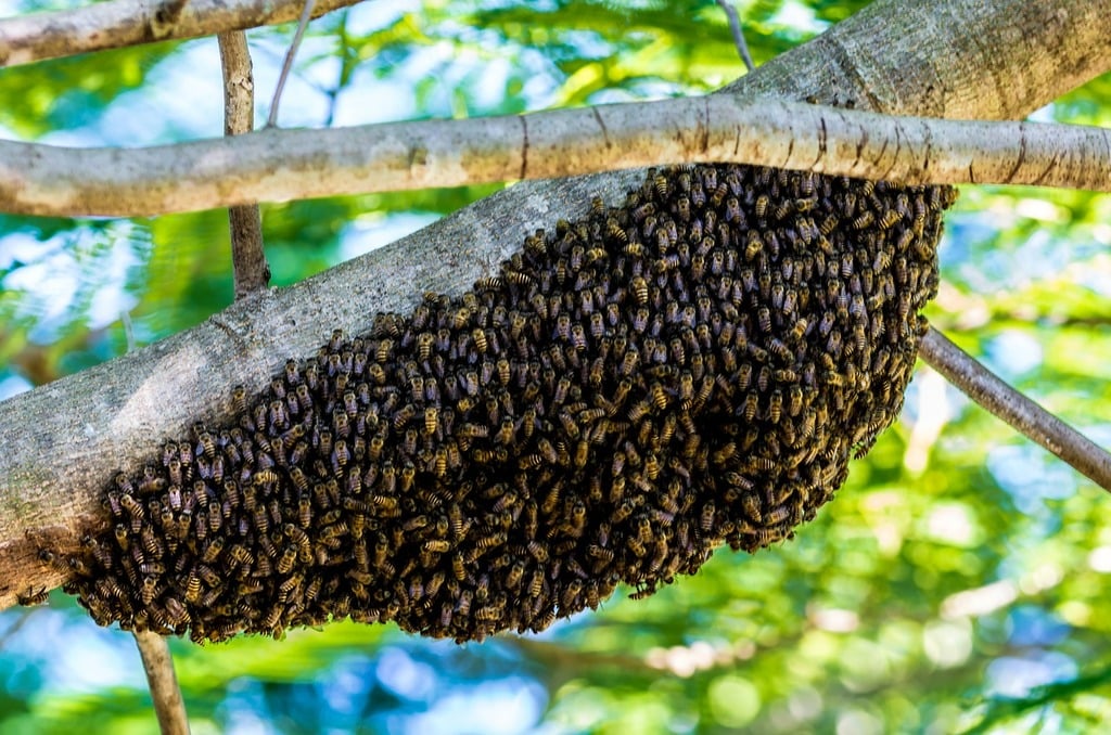 carpenter bee nest