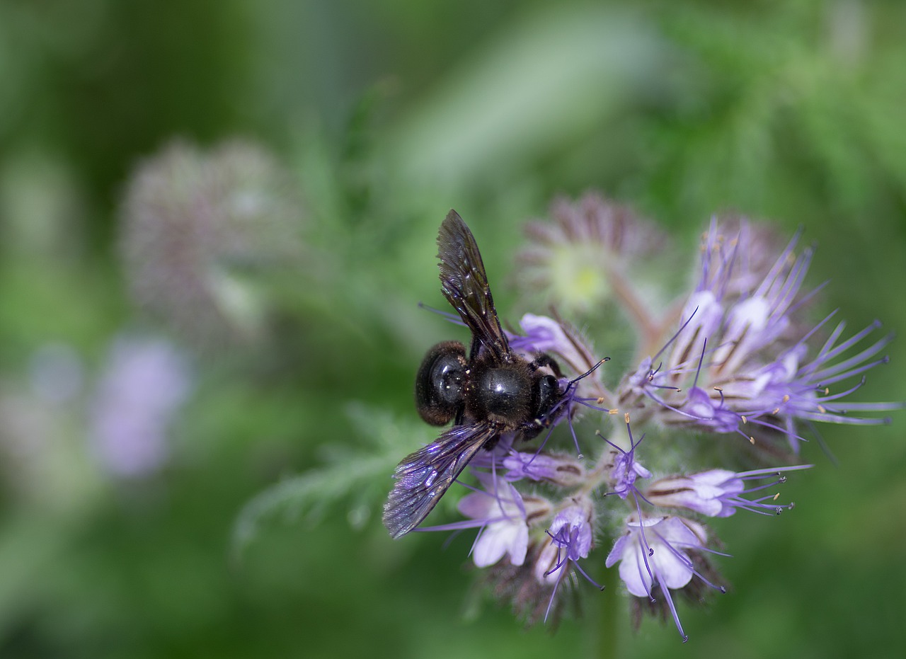 carpenter bee on flowers