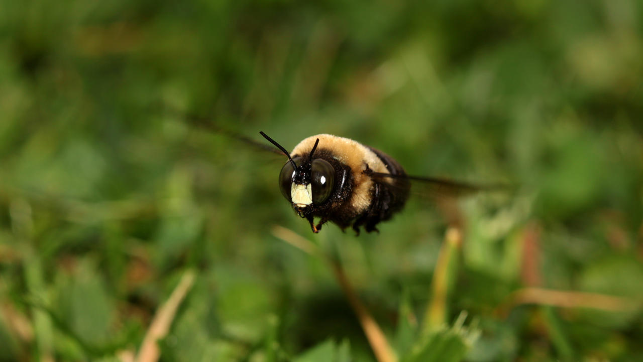 carpenter bee facts