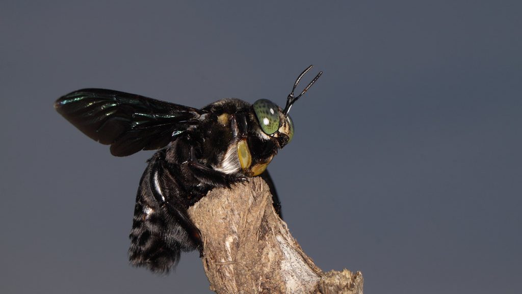 carpenter bee